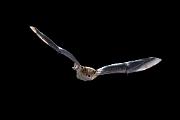 Bat, big brown - in flight D YL5T2726