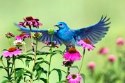 Bluebird, mountain - male hovering by coneflowers D MASL8979k