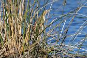 Bittern, American - camouflaged in reeds D MASL1568k