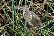 Bittern, American - in marsh D 14572