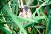 Bittern, least - female in cattails D 17148