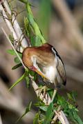 Bittern, least - male on old cattail preening VD YL5T9807