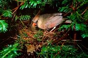 Cardinal, Northern - female adding leaf to nest in ataxis shrub D KQ7S8629k