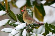 Cardinal, northern - female in grandiflora magnolia in snow CD MASW8471k
