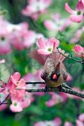Cardinal, northern - female in pink dogwood D KQ7S1284