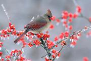 Cardinal, northern - female in winterberry with ice CD YL5T5784k