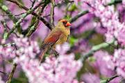 Cardinal, northern - female perched by redbud blossoms MASL1339k