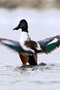 Duck - shoveler - male fanning MASL3235