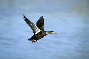 Duck, American black - flying 16443