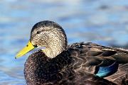 Duck, American black - male, CU  18403