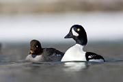 Duck, Barrow's goldeneye - pair swumming  KQ7S8121
