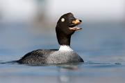 Duck, Barrows goldeneye - female KQ7S8019
