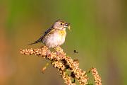 Dickcissel - female with insects on dock CD YL5T8980k