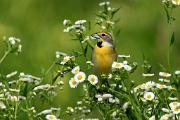 Dickcissel - male in fleabane CD MASL4105