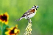 Dickcissel - male on mullen BD 13180