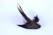 Dove, mourning - frozen in snow D KQ7S3181k