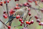 Dove, mourning - in crabapple CD YL5T1573k