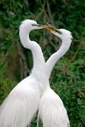 Egret, great - pair courting D KQ7S0249k