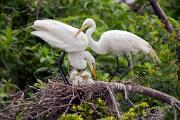 Egret, great - pair with nestlings CD YL5T0253k