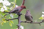 Finch, house - male feeding fledgling in pear blossoms CD YL5T6215k