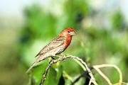 Finch, house - male in cottonwood D 22208