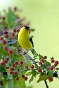 Goldfinch, American  - male in blackberries VD YL5T5275