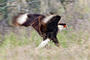 Caracara - landing 3MAS6579