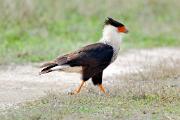 Caracara - male walking 3MAS7017