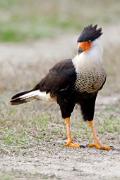 Caracara - male, standing on ground 3MAS6964