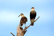 Caracara - two on snag MASL9839