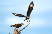 Caracara, crested - immature and adult  MASL9846