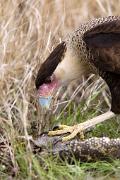 Caracara, crested - with alligator carcass MASL9822k