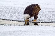Eagle, bald - adult drinking 3MAS3441