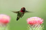 Hummingbird, Anna's - male hovering by thistle CD MASL5091k