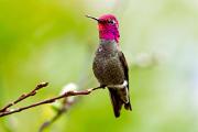 Hummingbird, Anna's - male perching MASL0564k