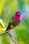 Hummingbird, Anna's - male perching VD MASL0401k