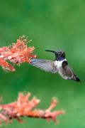 Hummingbird, black-chinned - male at ocotillo D KQ7S2717
