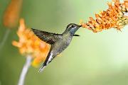 Hummingbird, blue-throated - male at ocotillo D 25348