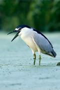 Heron, black-crowned - calling in marsh VD YL5T8166