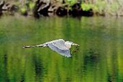 Heron, great blue flying with nest material 26857 copy ©Maslowski Productions Maslowski Productions maslowskiproductions@fuse.net 1219 Eversole Rd. (513)231-7301 Cincinnati, OH 45230