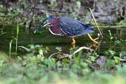 Heron, green - with minnow in pool D MASW0581k