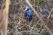 Heron, little blue - with dragonfly in marsh CD MASL9779k