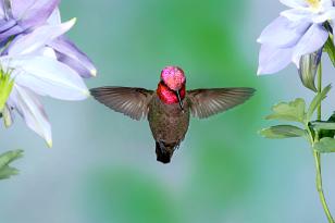 Hummingbirds