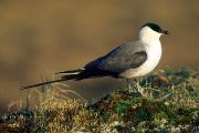 Jaeger, long-tailed - on tundra hummock D 23572