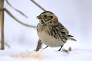 Longspur, Lapland - feeding on waste corn in snow D KQ7S8889