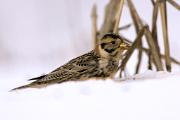 Longspur, Lapland - feeding on waste corn in snow D KQ7S8963