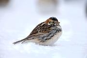 Longspur, lapland - in snow D YL5T6701k