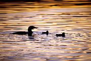 Loon, common - on lake with young at dusk D 27498