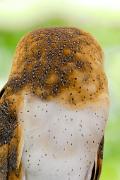Owl, barn - back of head YL5T2783