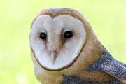 Owl, barn - close-up CD YL5T2779